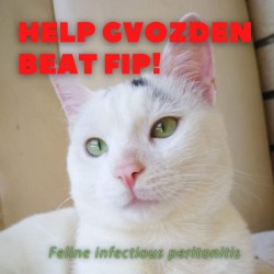 Help Gvozden Beat FIP - Feline infectious peritonitis